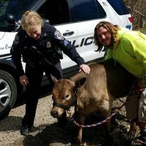 Meet your Posher, Lester